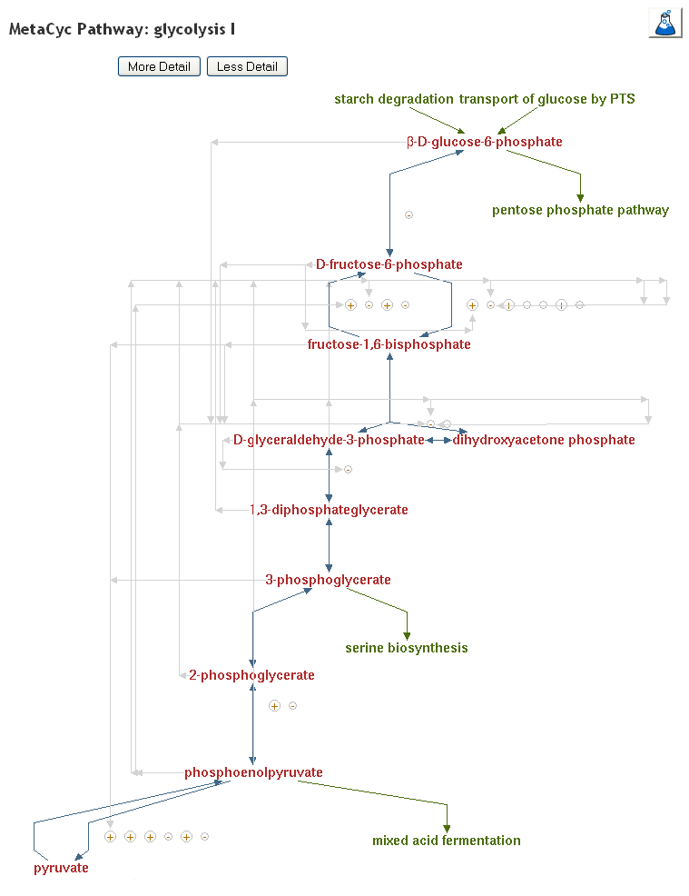 MetaCyc - Display Pathways Involved in Glycolysis