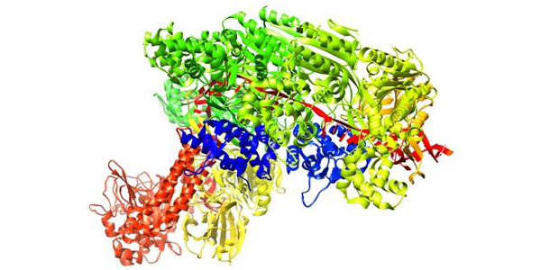 Crystal structure of E. coli Cascade protein